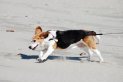 The beach made Sadie act like a pup again!